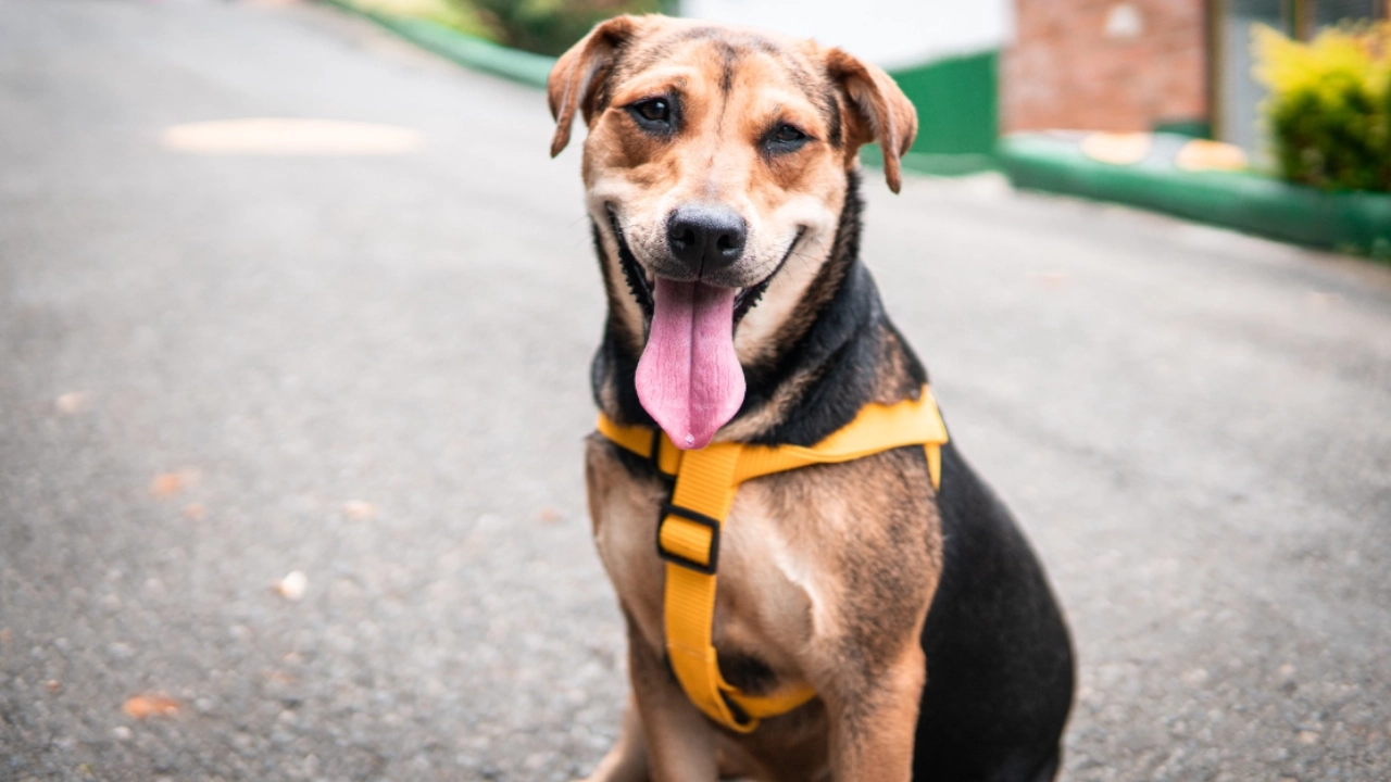 En la ‘adoptatón’ estarán 40 perros y 40 gatos listos para un nuevo hogar