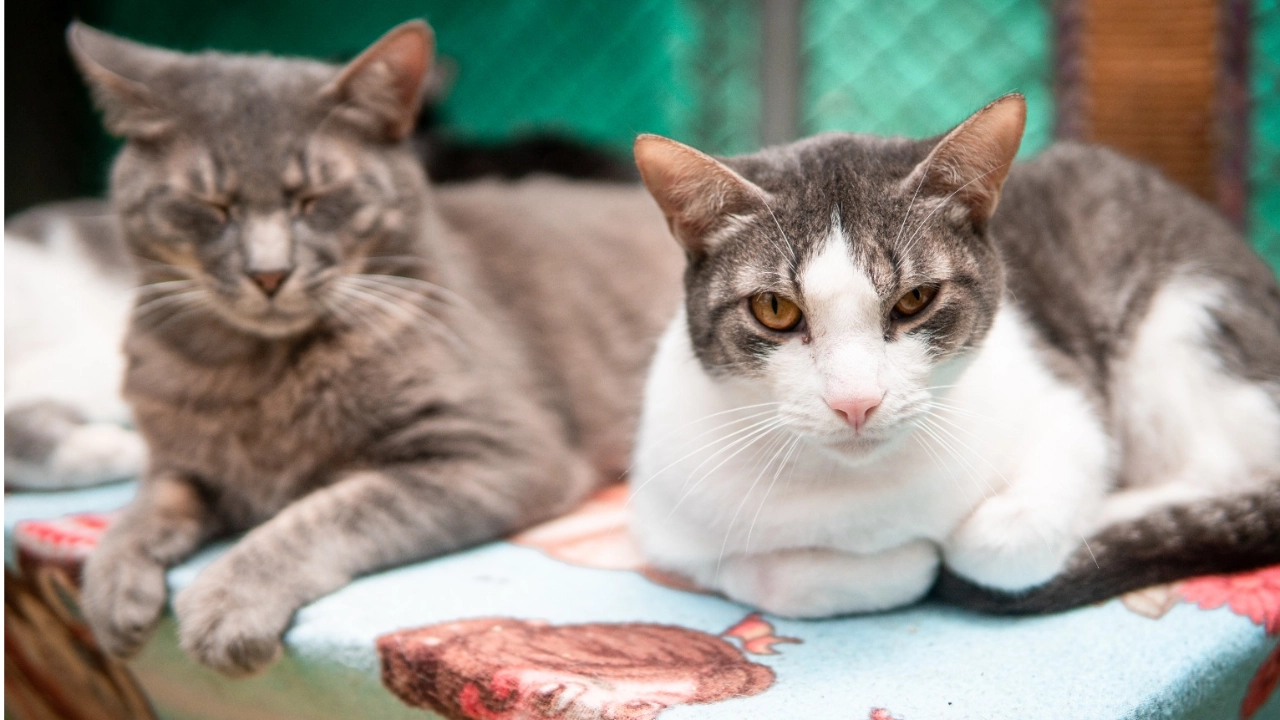 En la ‘adoptatón’ estarán 40 perros y 40 gatos listos para un nuevo hogar