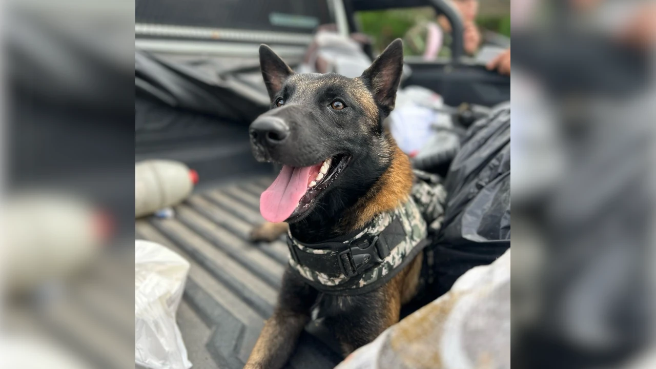 ofensiva-crimen-huila-rescate-canino2