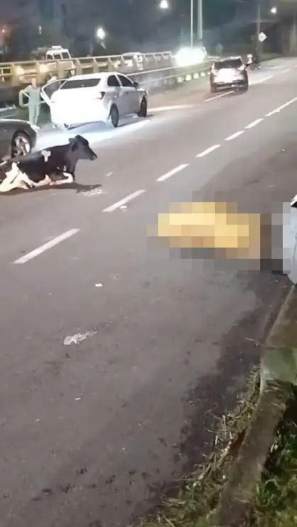 Un vehículo se accidentó en la Variante a Caldas y hay dos vacas en el suelo