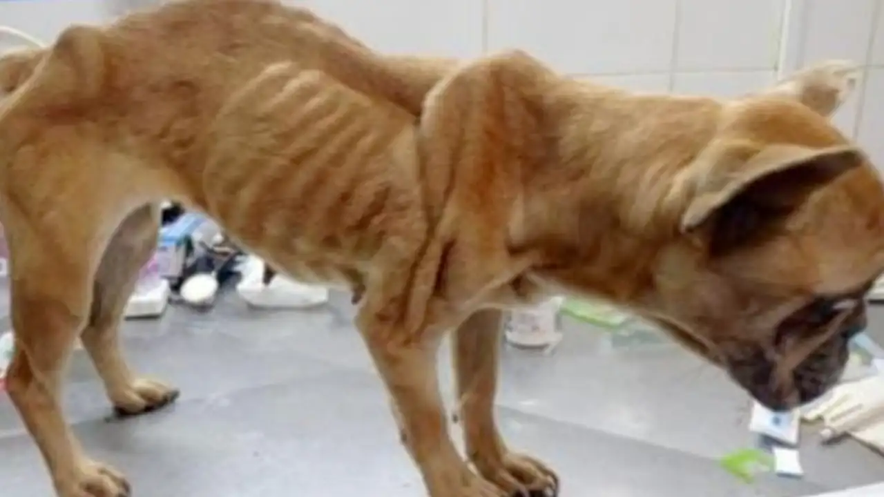 Cinco personas enfrentan proceso judicial por presunto maltrato animal en Medellín