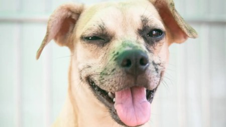 Alcaldía de Medellín ofrece jornada gratuita de bienestar para mascotas este domingo