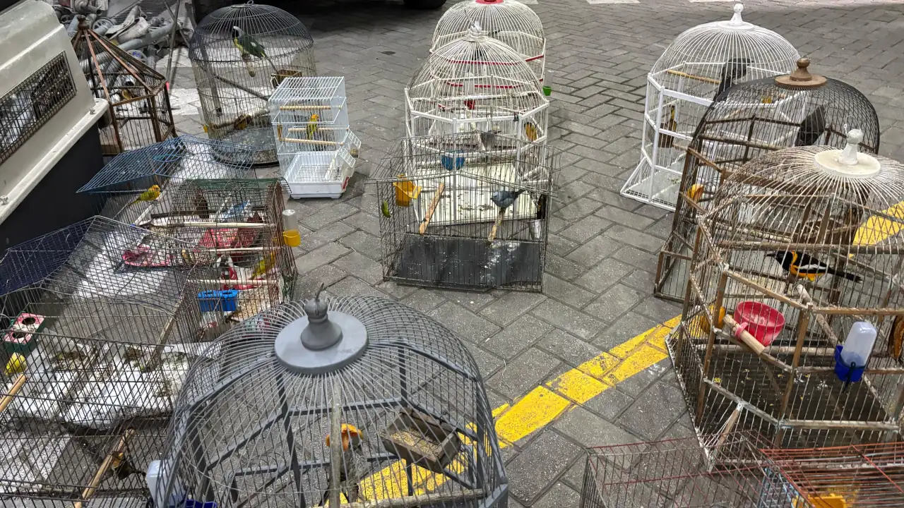 Rescatan 22 aves en Medellín durante operativo contra la tenencia ilegal de fauna
