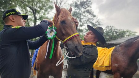 Tres caballos retirados del servicio policial en el Valle de Aburrá encuentran un nuevo hogar