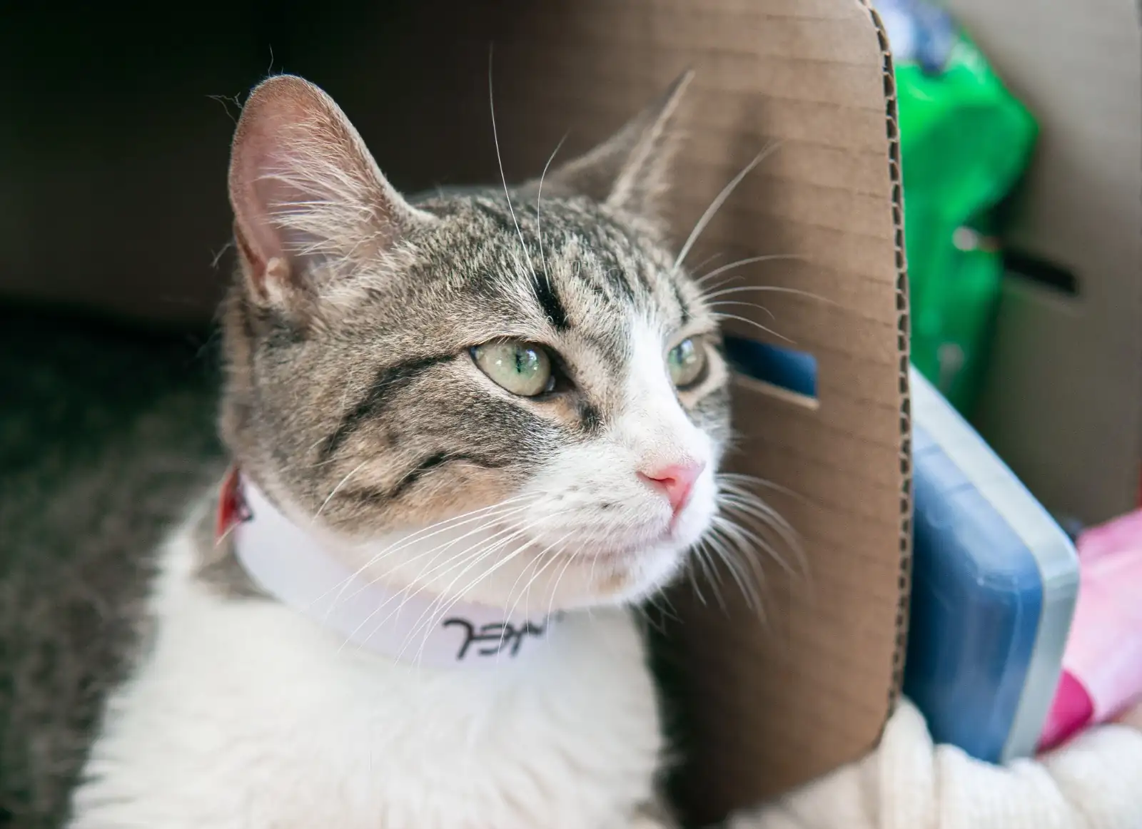 Alcaldía de Medellín ofrece jornada gratuita de bienestar para mascotas este domingo