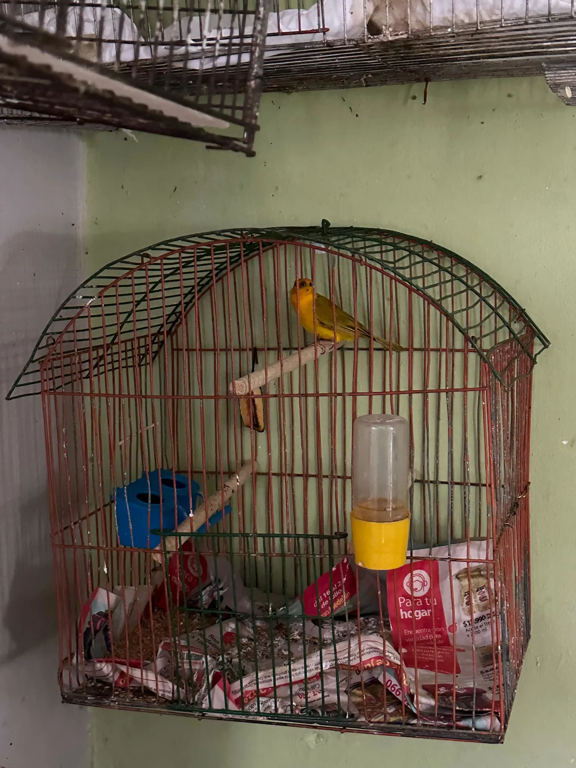Rescatan 22 aves en Medellín durante operativo contra la tenencia ilegal de fauna
