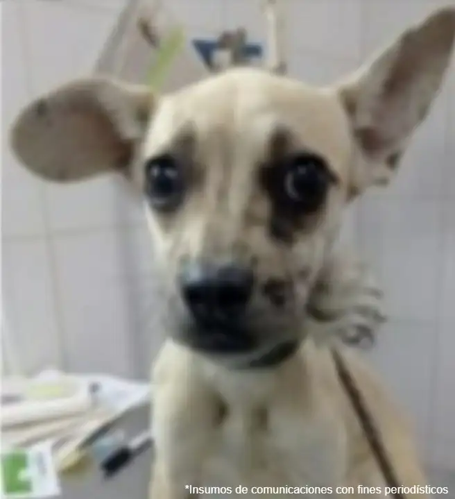 Cinco personas enfrentan proceso judicial por presunto maltrato animal en Medellín