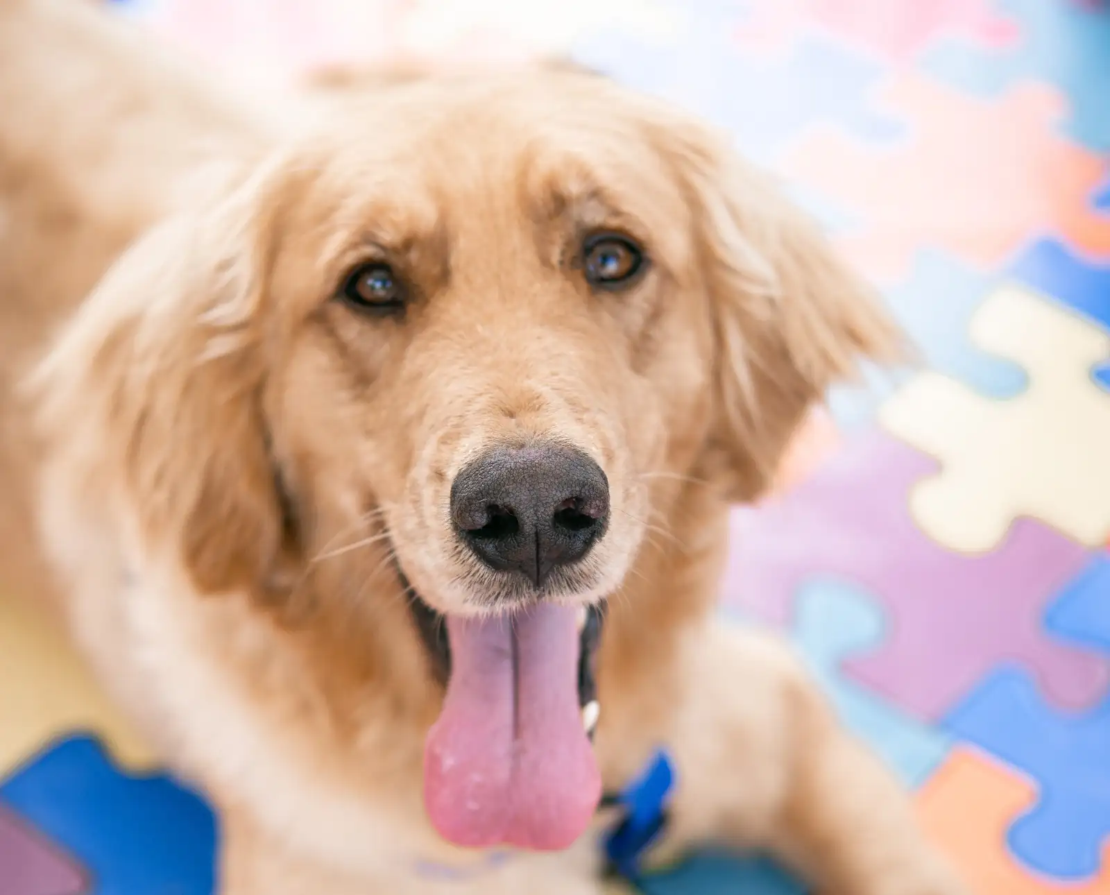 Alcaldía de Medellín ofrece jornada gratuita de bienestar para mascotas este domingo