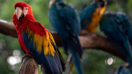 Animales-operativos-control-semana-santa