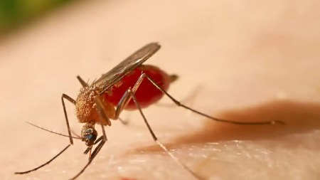 Autoridades recuerdan la importancia de la vacuna contra la fiebre amarilla