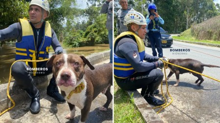 Perrito quedó solo en medio de una inundación en Rionegro y fue rescatado por bomberos Bomberos rescatan a un perrito atrapado por la creciente en Rionegro