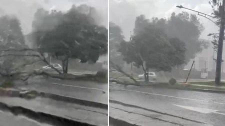 ¡Pilas! Hay paso lento en la Autopista Norte por caída de árbol durante la tarde lluviosa