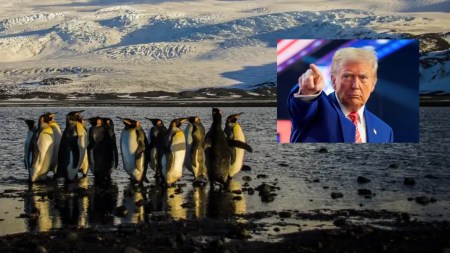 ¡No es joda, hasta a los pingüinos les tocó! Trump impone aranceles a Islas deshabitadas IslaPinguinos