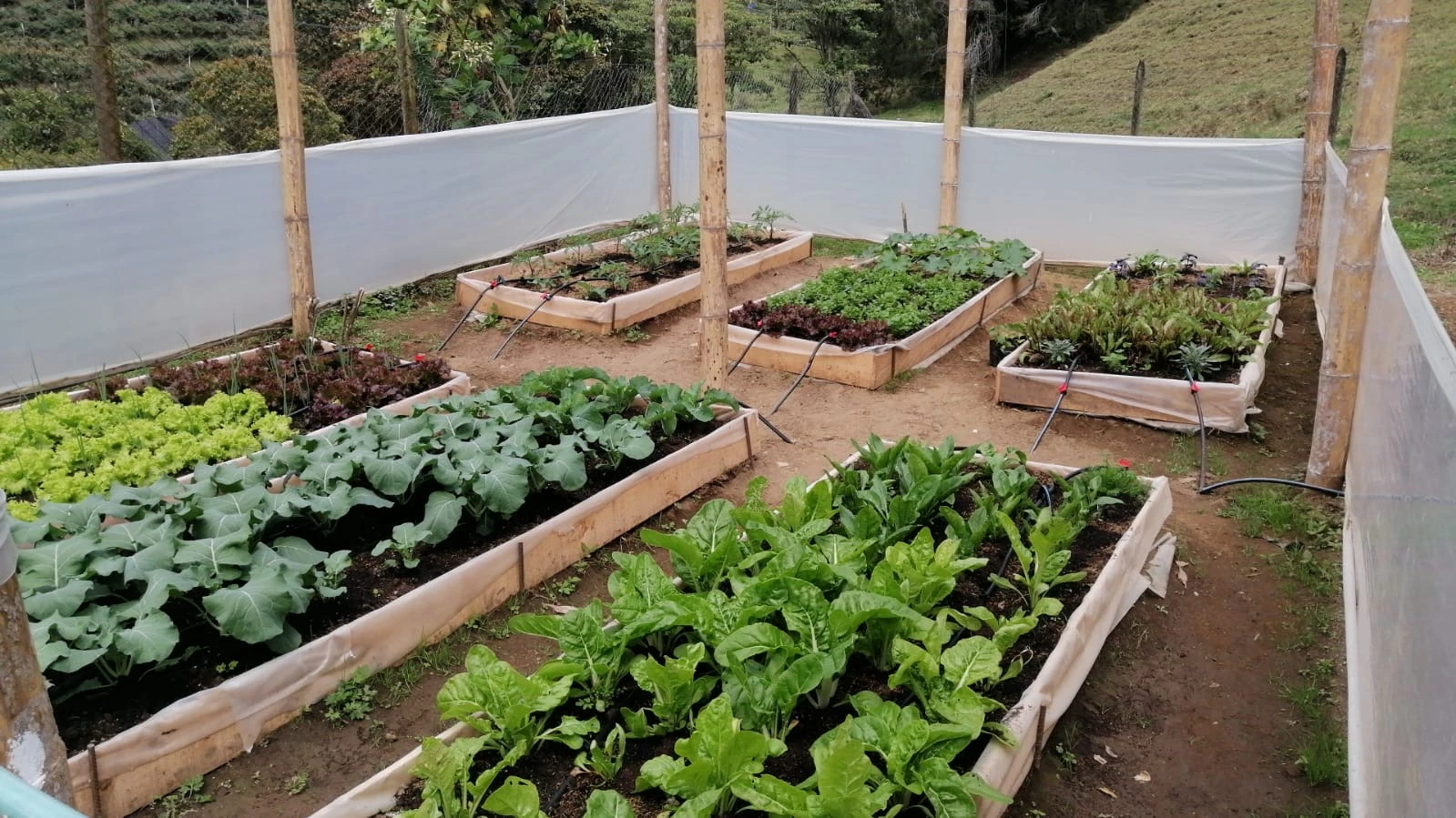 Huertas agroforestales fortalecen la seguridad alimentaria en La Ceja: 47 familias rurales se han beneficiado 1 La-Ceja-1