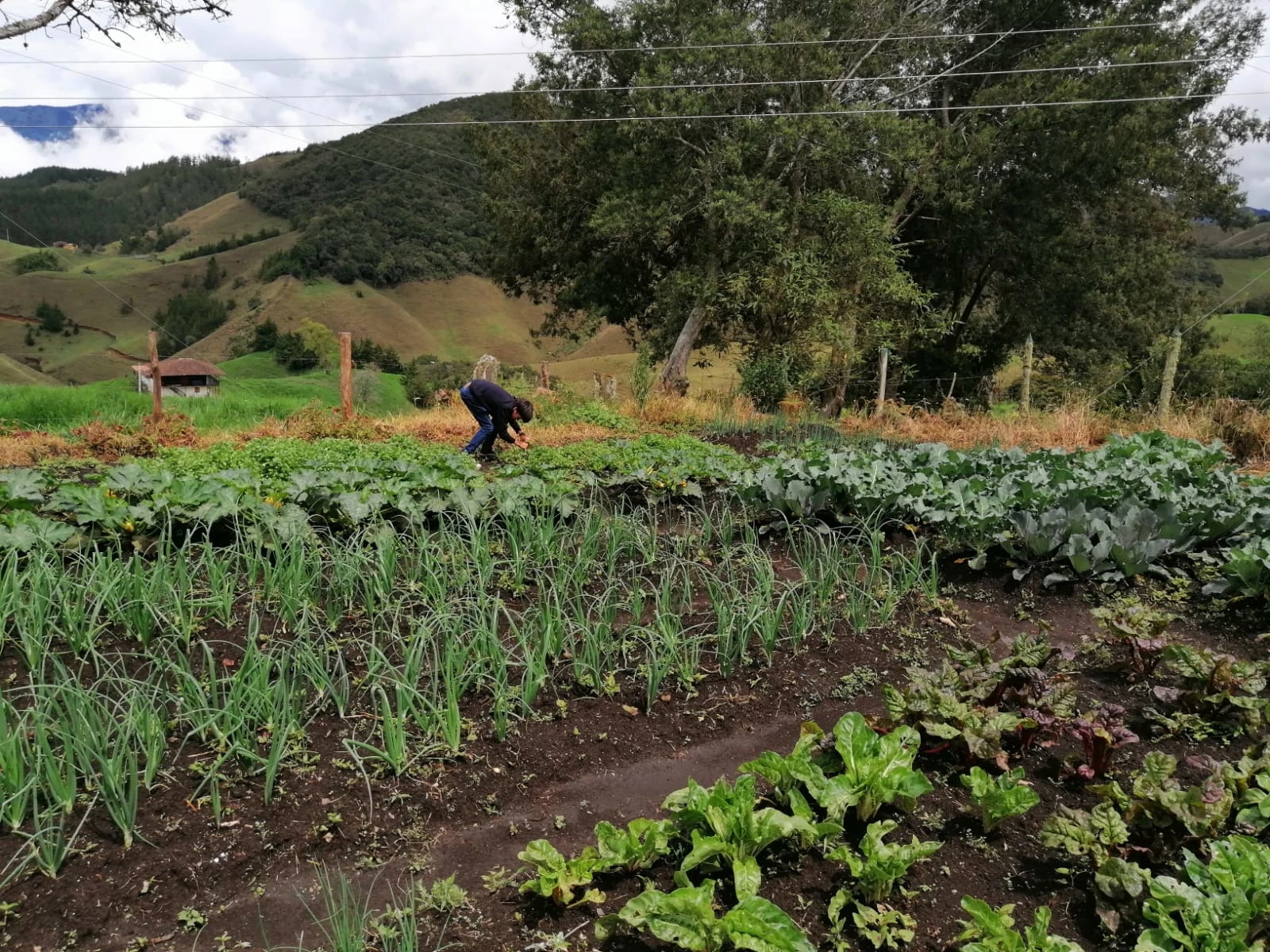 Huertas agroforestales fortalecen la seguridad alimentaria en La Ceja: 47 familias rurales se han beneficiado 2 La-Ceja-2