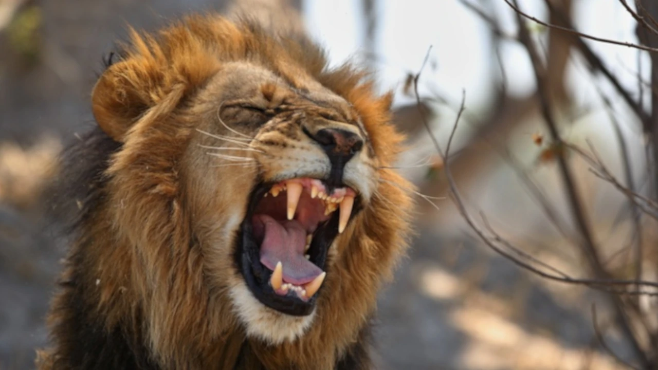 Muere una joven de 14 años tras ser atacada por un león en Kenia: los restos fueron encontrados a orillas de un río León-Kenia