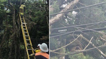 Un oso perezoso fue rescatado por los bomberos de un cable de electricidad y llevado a un hábitat controlado