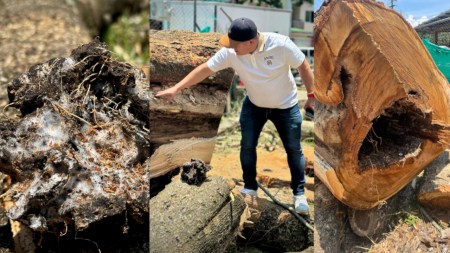 Viviendas-La-Pintada