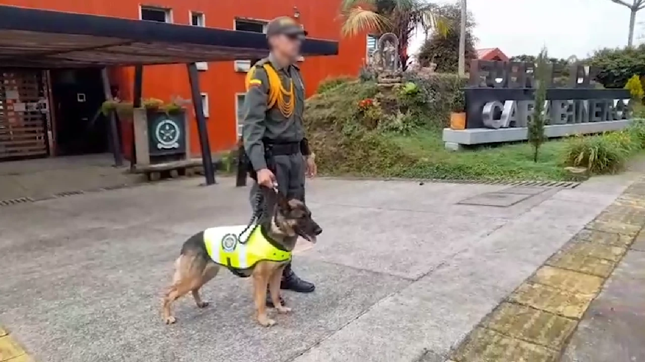 En Santa Bárbara, el canino “Rouse” le dañó el viaje a un hombre al detectarle droga y un arma en su equipaje 1 canino-policia-hallo-droga-armas-equipaje-pasajero-santabarbara3