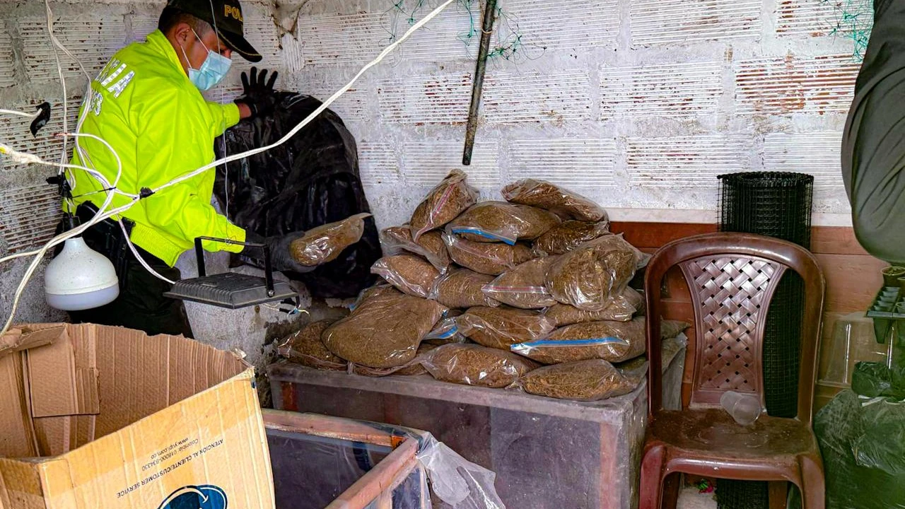 Ejército desmanteló invernadero ilegal en San Pedro de los Milagros: producía 800 kilos de marihuana al mes 2 desmantelan-complejo-marihuana-sanpedrolosmilagros-clangolfo-ejercito2