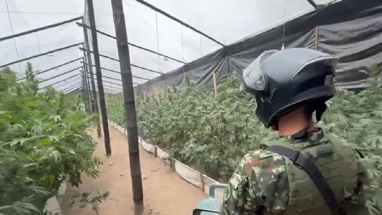 Ejército desmanteló invernadero ilegal en San Pedro de los Milagros: producía 800 kilos de marihuana al mes 1 desmantelan-complejo-marihuana-sanpedrolosmilagros-clangolfo-ejercito3