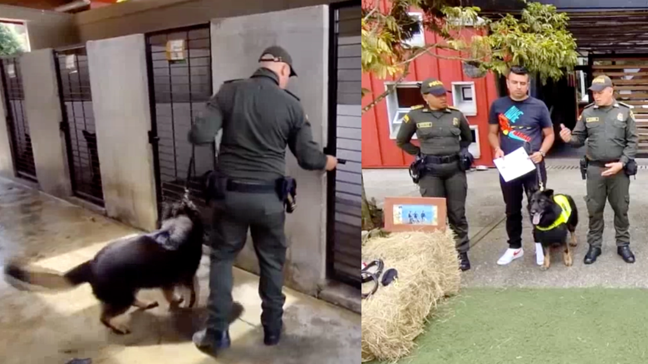 perritombo 2