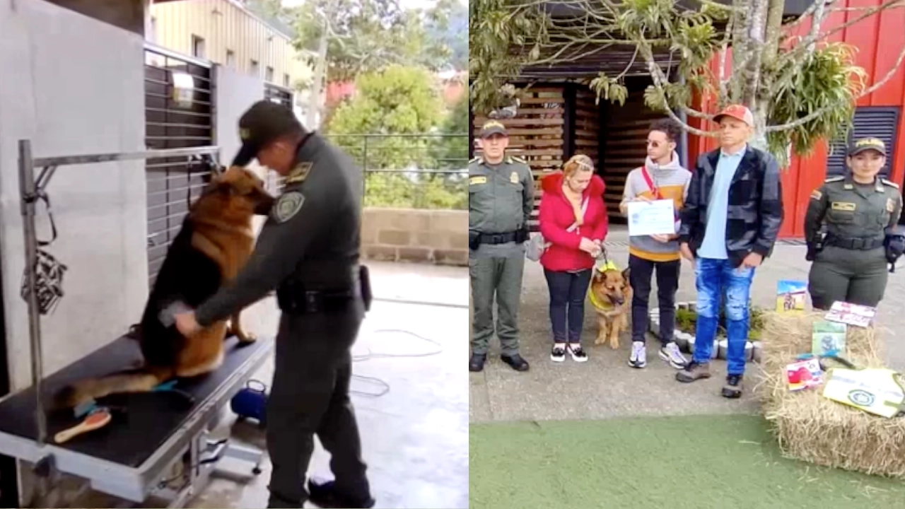perritombo 3