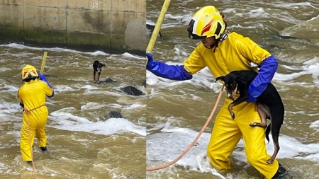 perro salvado