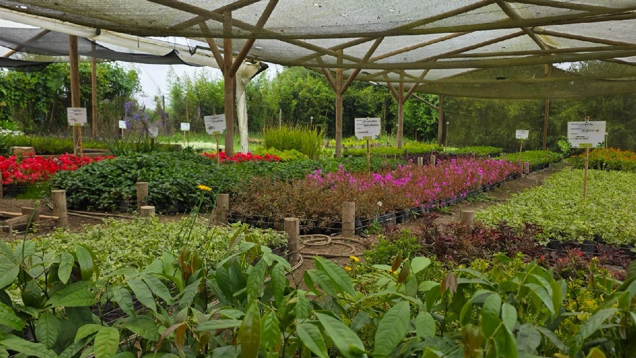 plantulas-generadas-viveros-metropolitanos-area-metropolitana1
