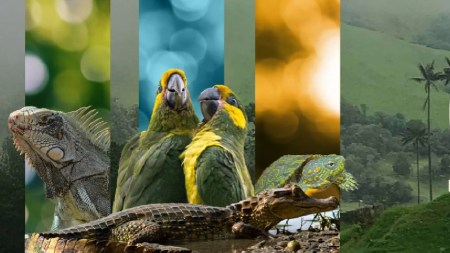 proteccion-fauna-silvestre-ministerio-ambiente-semana-santa