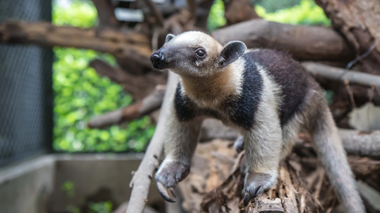 Vida silvestre en peligro: Colombia se une para frenar el tráfico ilegal en Semana Santa 2 proteccion-fauna-silvestre-ministerio-ambiente-semana-santa3