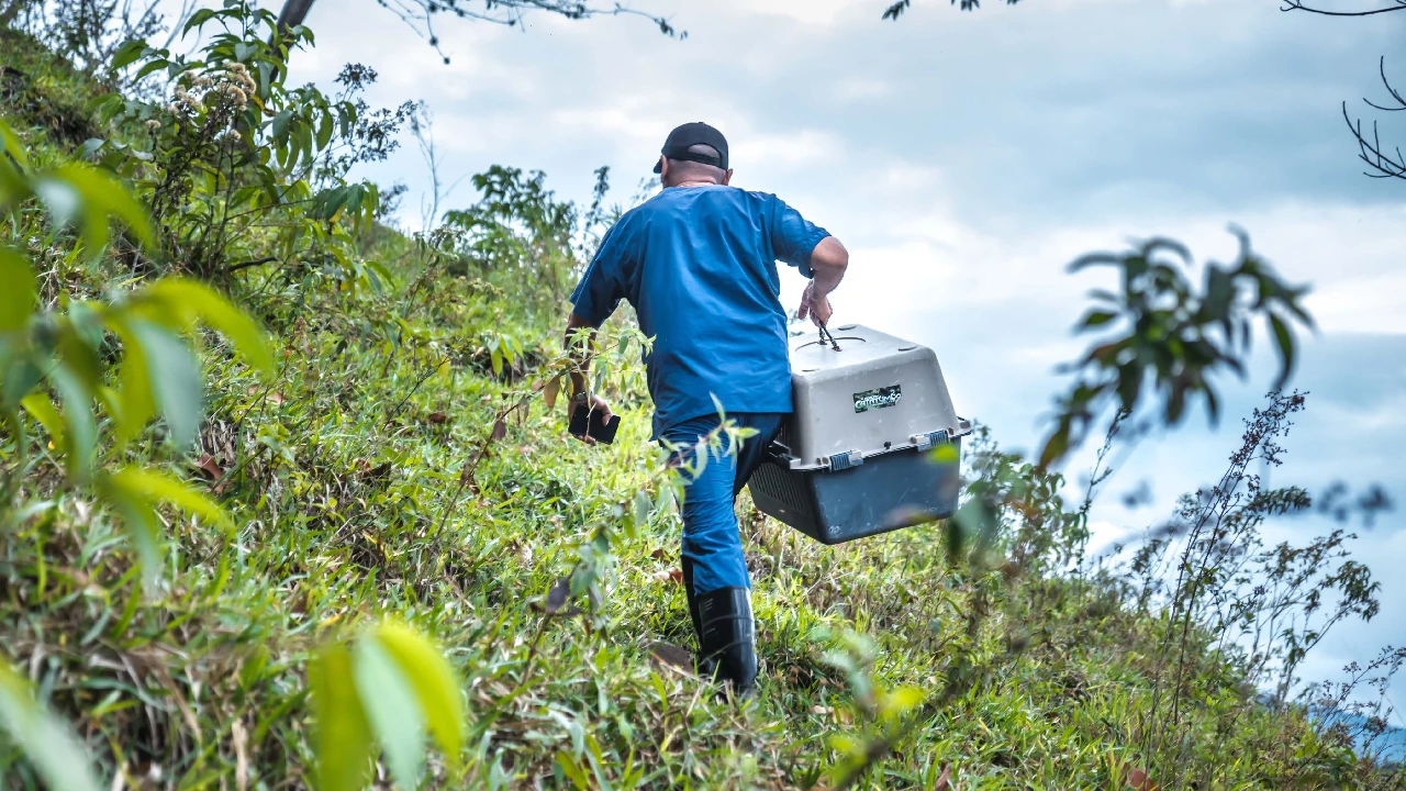 Vida silvestre en peligro: Colombia se une para frenar el tráfico ilegal en Semana Santa 3 proteccion-fauna-silvestre-ministerio-ambiente-semana-santa4