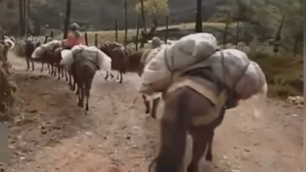 sonson-fiesta-tradicional-mulas-arrieros-patrimonio-antioqueño1