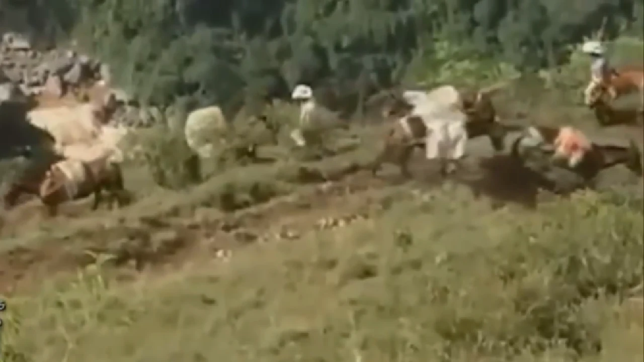 sonson-fiesta-tradicional-mulas-arrieros-patrimonio-antioqueño3