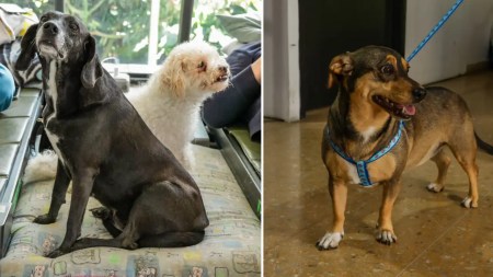 La comunidad puede ayudar a 22 mascotas afectadas en Sabaneta La comunidad puede ayudar a 22 mascotas afectadas en Sabaneta