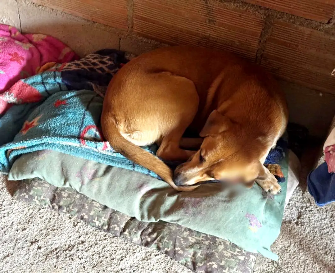 Capturan a hombre que habría atacado a un perrito con machete en zona rural de Sonsón 1 Capturan a hombre que atacó a un perrito con machete en zona rural de Sonsón