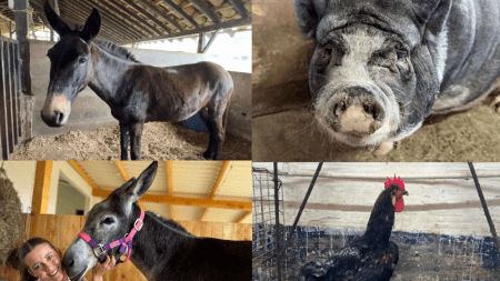 ANIMALES4