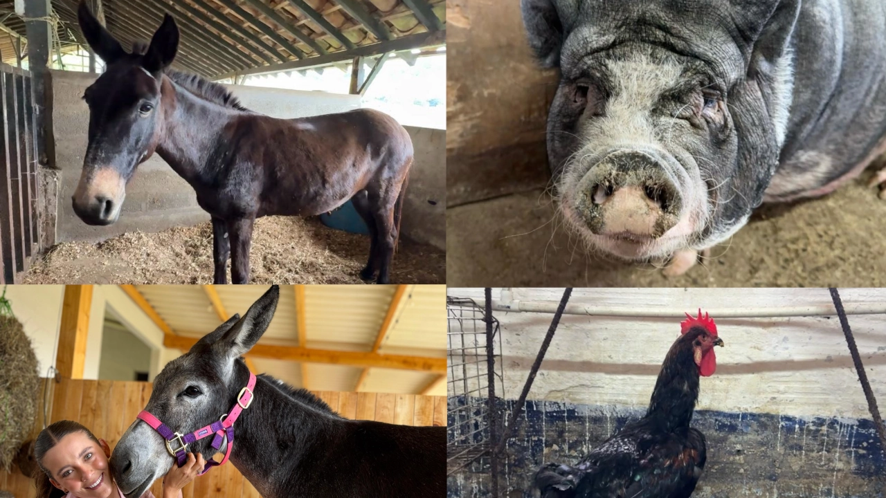 ANIMALES4