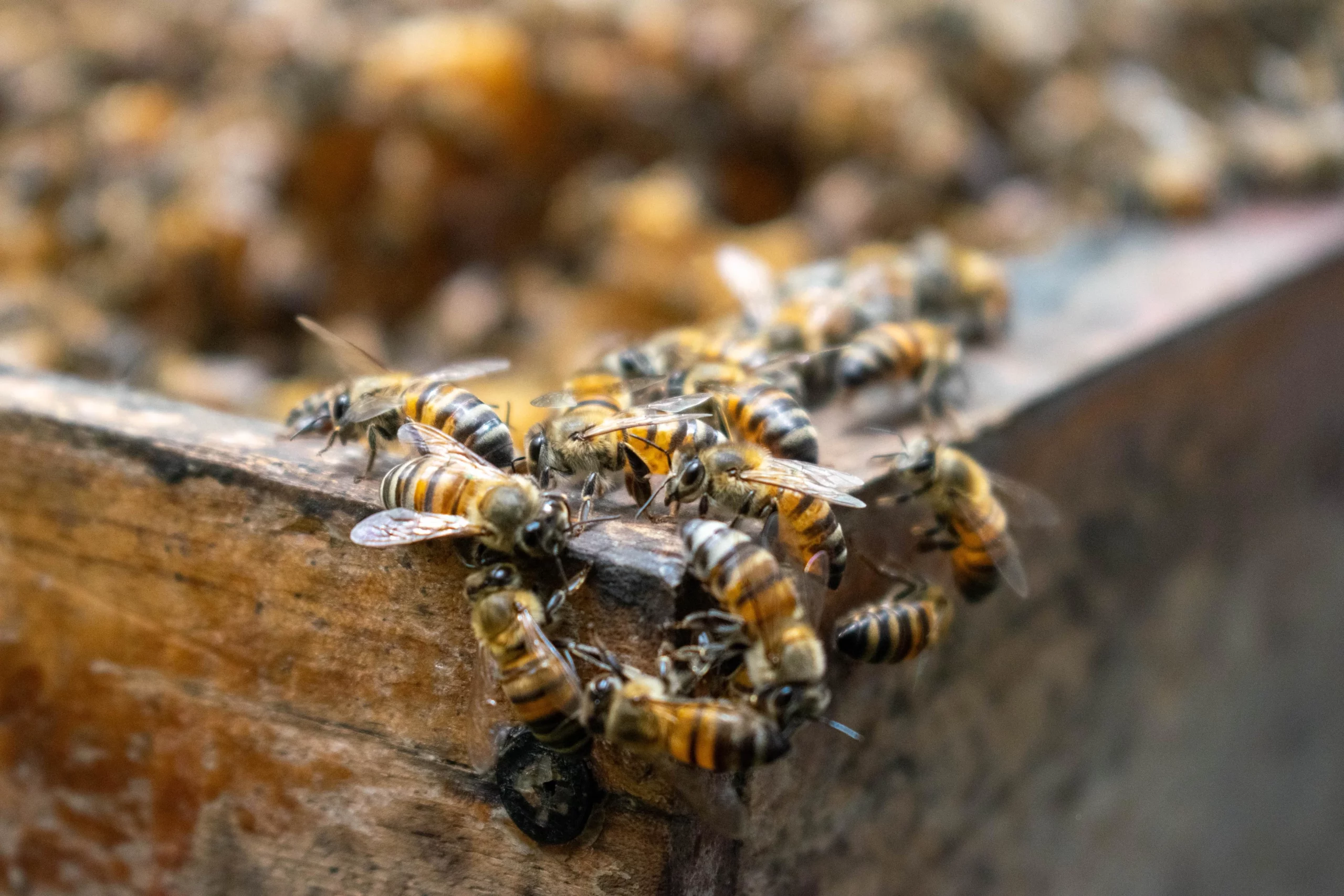 Abejas 1 scaled