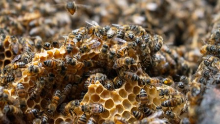 ¡Guardianes de la colmena! 23 Reubicadores protegen abejas y salvan vidas en el Valle de Aburrá Abejas