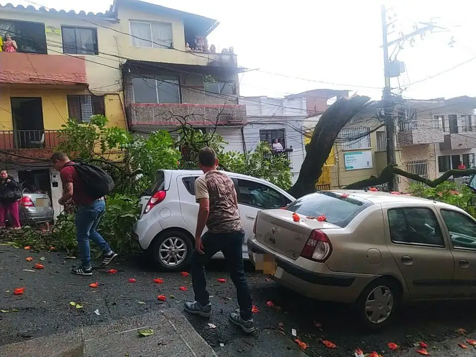 ¡Qué susto! Árbol cayó sobre un vehículo en Campo Valdés 