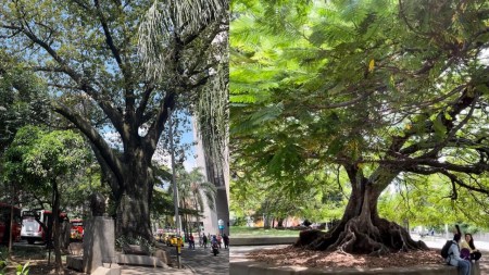 -árboles-ejemplares-en-conservación-medellin-biodiversidad