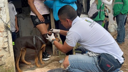 Ellos también merecen atención: Medellín protege a las mascotas afectadas por la emergencia en Altavista RESCATE ANIMAL