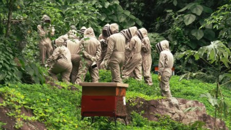 Día Mundial de las Abejas: empresa antioqueña protege 120 mil abejas desde Fredonia abejas 3