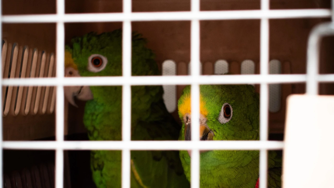 Operativo - Loros