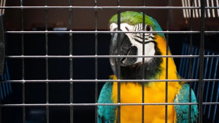 operativo - loros-guacamayas-rescate-fauna-silvestre
