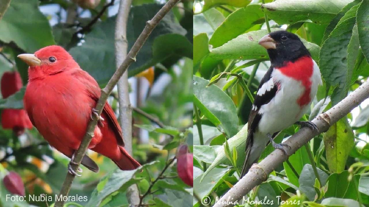 aves-migratorias-llegan-colombia-refuio-cambios-clima