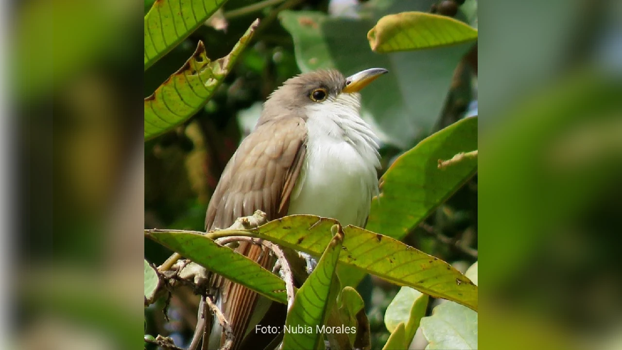 aves-migratorias-llegan-colombia-refuio-cambios-clima1