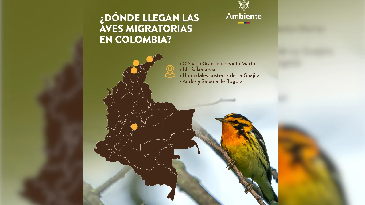 aves-migratorias-llegan-colombia-refuio-cambios-clima2