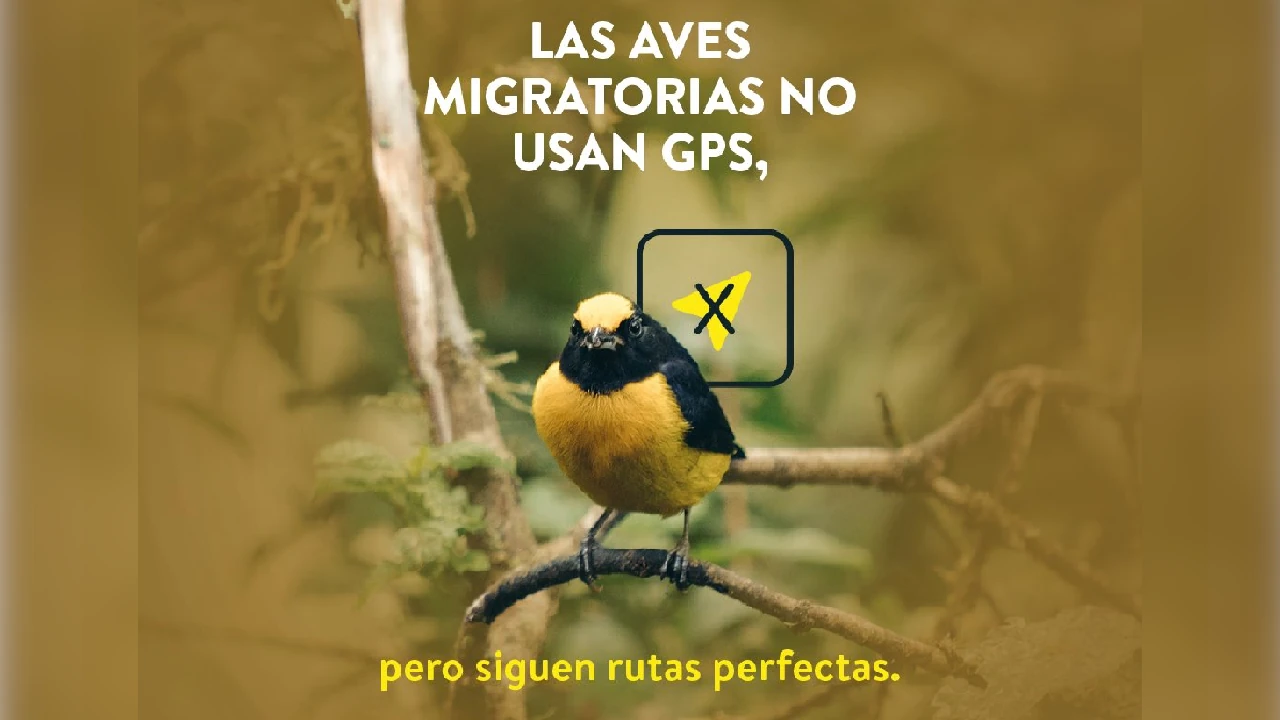 aves-migratorias-llegan-colombia-refuio-cambios-clima3